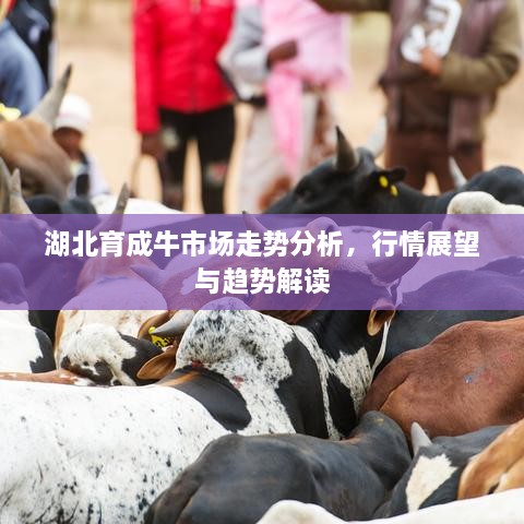 湖北育成牛市場走勢分析，行情展望與趨勢解讀