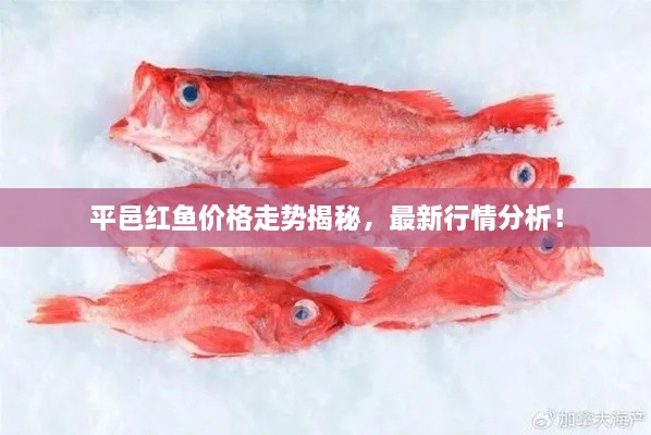 平邑紅魚價(jià)格走勢(shì)揭秘，最新行情分析！