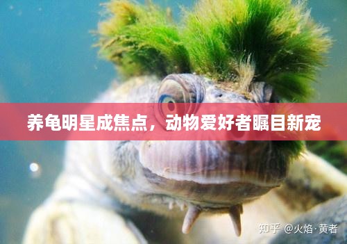 養(yǎng)龜明星成焦點，動物愛好者矚目新寵