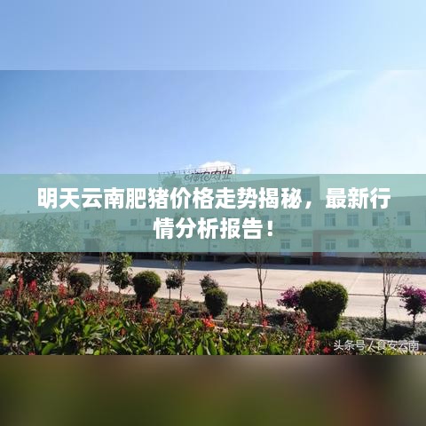 明天云南肥豬價格走勢揭秘，最新行情分析報告！