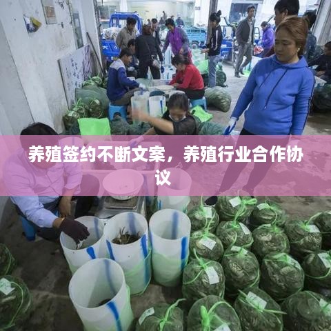 養(yǎng)殖簽約不斷文案，養(yǎng)殖行業(yè)合作協(xié)議 