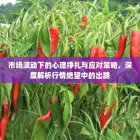 市場(chǎng)波動(dòng)下的心理掙扎與應(yīng)對(duì)策略，深度解析行情絕望中的出路