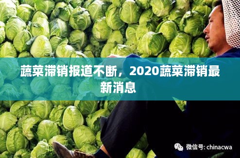 蔬菜滯銷報道不斷，2020蔬菜滯銷最新消息 