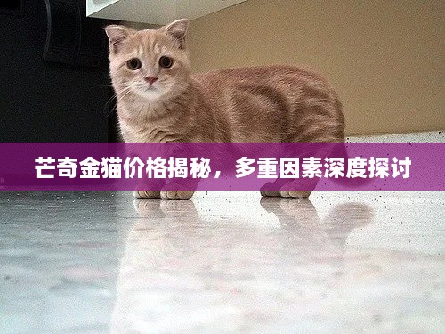 芒奇金貓價(jià)格揭秘，多重因素深度探討