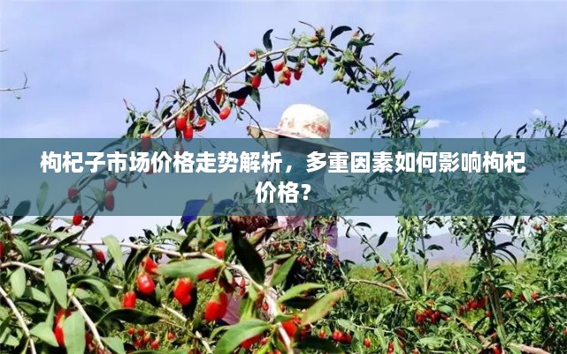 枸杞子市場價(jià)格走勢解析，多重因素如何影響枸杞價(jià)格？