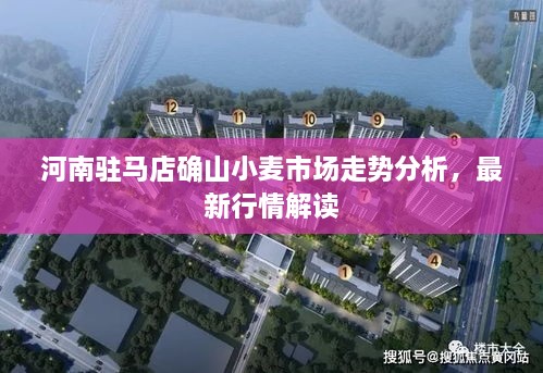 河南駐馬店確山小麥?zhǔn)袌鲎邉莘治?，最新行情解讀