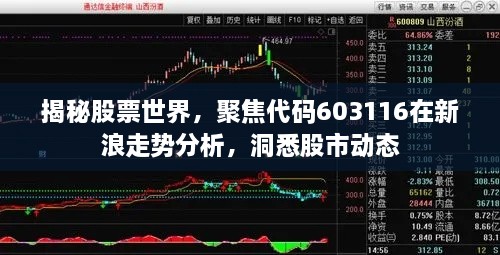 揭秘股票世界，聚焦代碼603116在新浪走勢分析，洞悉股市動態(tài)