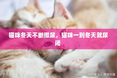 貓咪冬天不斷撒尿，貓咪一到冬天就尿閉 
