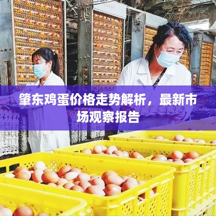 肇東雞蛋價(jià)格走勢(shì)解析，最新市場(chǎng)觀察報(bào)告