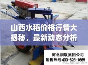 山西水稻價格行情大揭秘，最新動態(tài)分析！