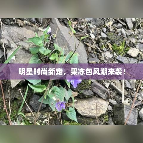 明星時尚新寵，果凍包風潮來襲！