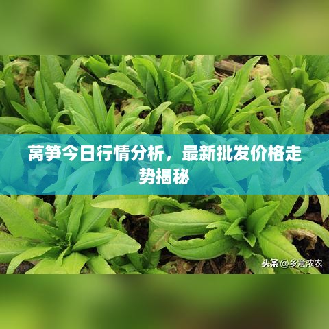 萵筍今日行情分析，最新批發(fā)價(jià)格走勢(shì)揭秘