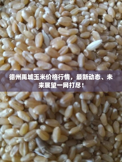 德州禹城玉米價格行情，最新動態(tài)、未來展望一網(wǎng)打盡！