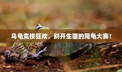 烏龜競(jìng)技狂歡，別開(kāi)生面的爬龜大賽！