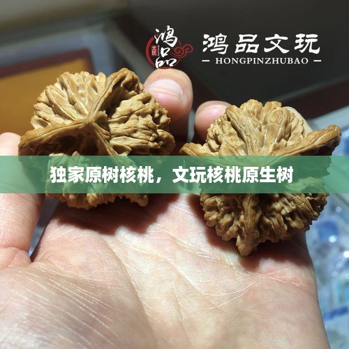獨家原樹核桃，文玩核桃原生樹 