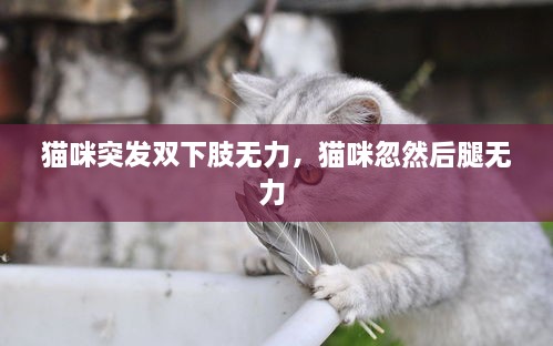 貓咪突發(fā)雙下肢無力，貓咪忽然后腿無力 