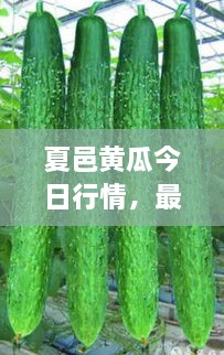 夏邑黃瓜今日行情，最新價格一網打盡