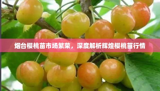 煙臺(tái)櫻桃苗市場(chǎng)繁榮，深度解析輝煌櫻桃苗行情