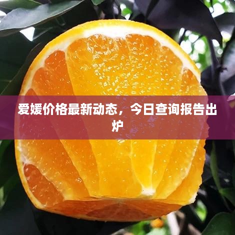 愛媛價格最新動態(tài)，今日查詢報告出爐