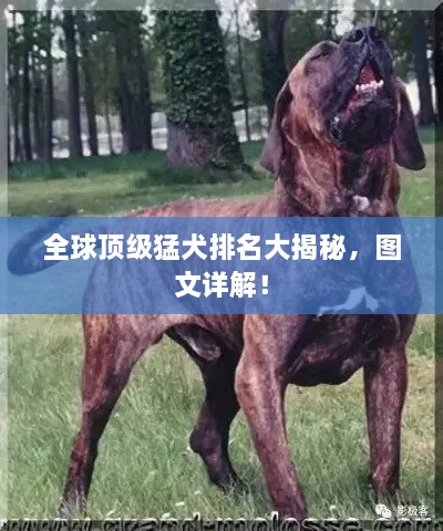 全球頂級猛犬排名大揭秘，圖文詳解！