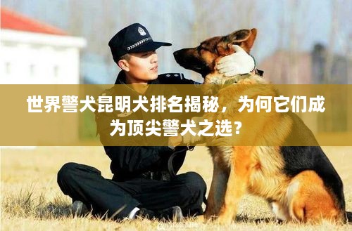 世界警犬昆明犬排名揭秘，為何它們成為頂尖警犬之選？