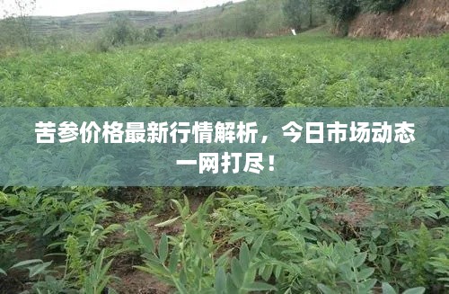 苦參價格最新行情解析，今日市場動態(tài)一網打盡！