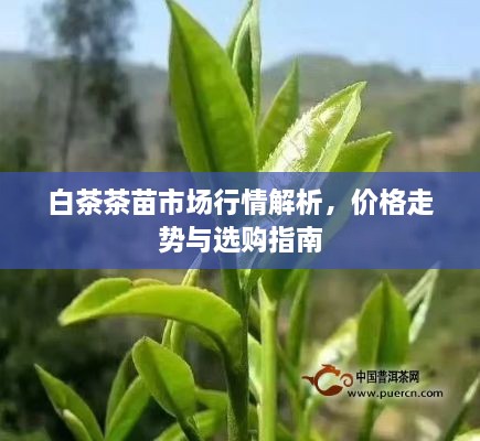 白茶茶苗市場(chǎng)行情解析，價(jià)格走勢(shì)與選購(gòu)指南