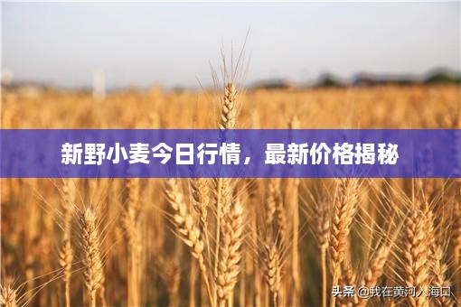 新野小麥今日行情，最新價(jià)格揭秘