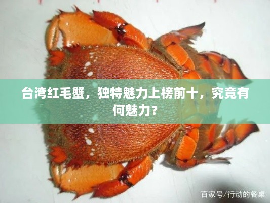臺灣紅毛蟹，獨特魅力上榜前十，究竟有何魅力？