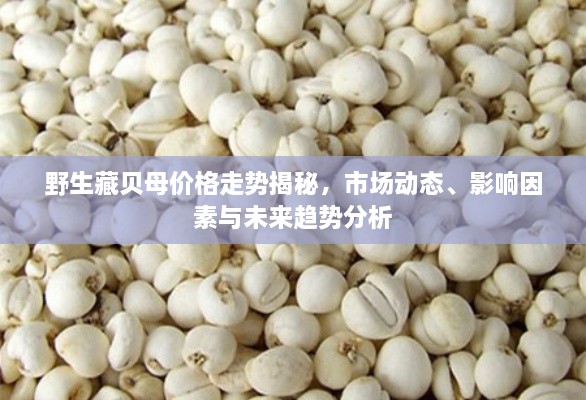野生藏貝母價格走勢揭秘，市場動態(tài)、影響因素與未來趨勢分析