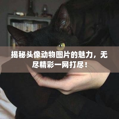 揭秘頭像動物圖片的魅力，無盡精彩一網打盡！