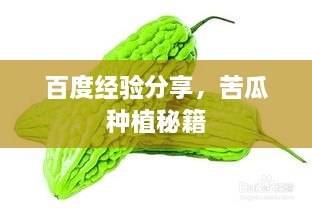 百度經(jīng)驗分享，苦瓜種植秘籍