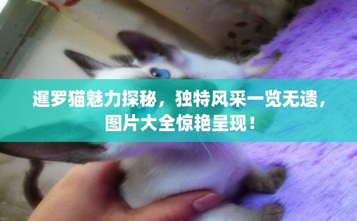 暹羅貓魅力探秘，獨(dú)特風(fēng)采一覽無(wú)遺，圖片大全驚艷呈現(xiàn)！