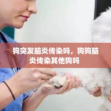 狗突發(fā)腦炎傳染嗎，狗狗腦炎傳染其他狗嗎 