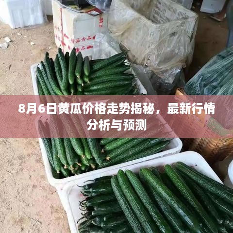 8月6日黃瓜價(jià)格走勢(shì)揭秘，最新行情分析與預(yù)測(cè)
