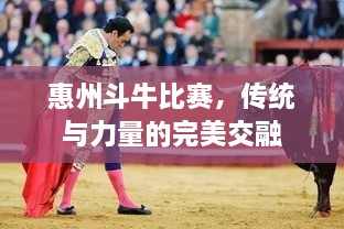 惠州斗牛比賽，傳統(tǒng)與力量的完美交融