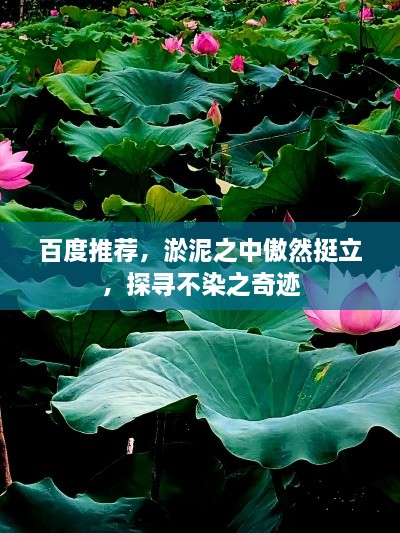 百度推薦，淤泥之中傲然挺立，探尋不染之奇跡