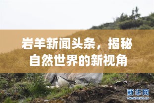 巖羊新聞頭條，揭秘自然世界的新視角