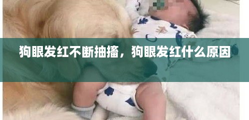 狗眼發(fā)紅不斷抽搐，狗眼發(fā)紅什么原因 