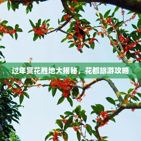 過(guò)年賞花勝地大揭秘，花都旅游攻略