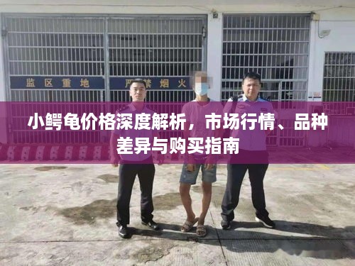 小鱷龜價(jià)格深度解析，市場行情、品種差異與購買指南