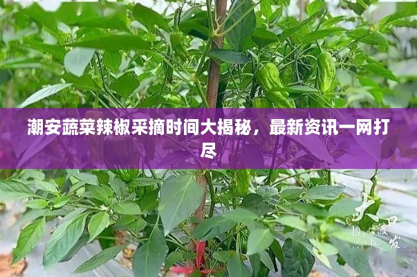 潮安蔬菜辣椒采摘時(shí)間大揭秘，最新資訊一網(wǎng)打盡