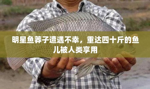 明星魚莽子遭遇不幸，重達四十斤的魚兒被人類享用