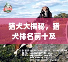獵犬大揭秘，獵犬排名前十及詳細(xì)圖片介紹