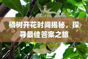 橘樹(shù)開(kāi)花時(shí)間揭秘，探尋最佳答案之旅