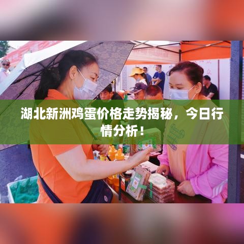湖北新洲雞蛋價(jià)格走勢(shì)揭秘，今日行情分析！