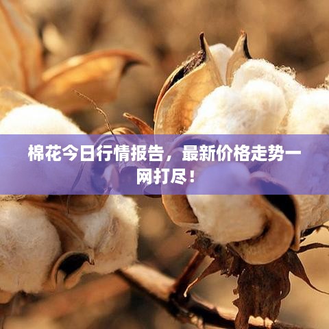 棉花今日行情報(bào)告，最新價(jià)格走勢一網(wǎng)打盡！
