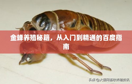 金蟬養(yǎng)殖秘籍，從入門到精通的百度指南