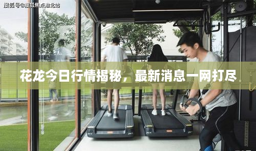 花龍今日行情揭秘，最新消息一網(wǎng)打盡