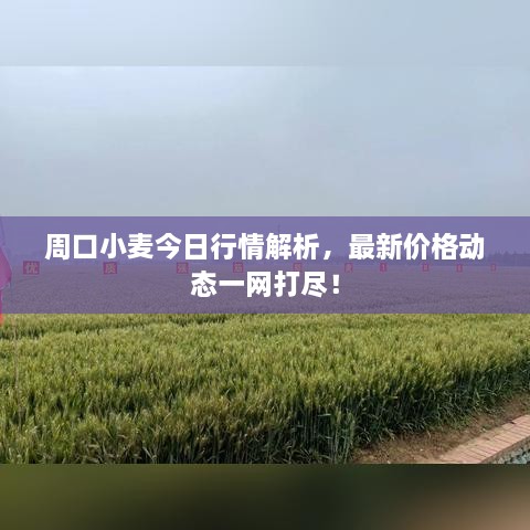 周口小麥今日行情解析，最新價格動態(tài)一網(wǎng)打盡！